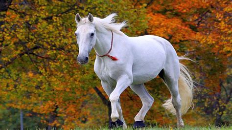 wallpaper horse pictures|white horse pictures wallpaper.